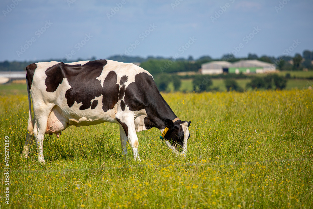 Vache laitière noir et blanche broutant l'herbe verte en pleine nature. Vache laitière noir et blanche broutant l'herbe verte en pleine nature.