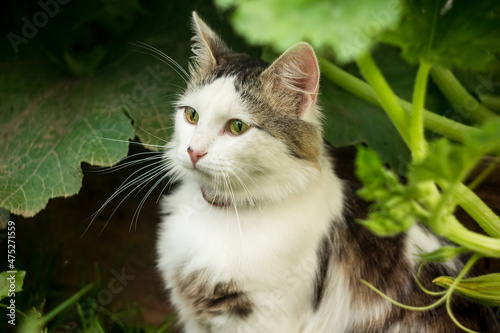 Green-eyed cat sitting on the background of bushes and carefully watching something