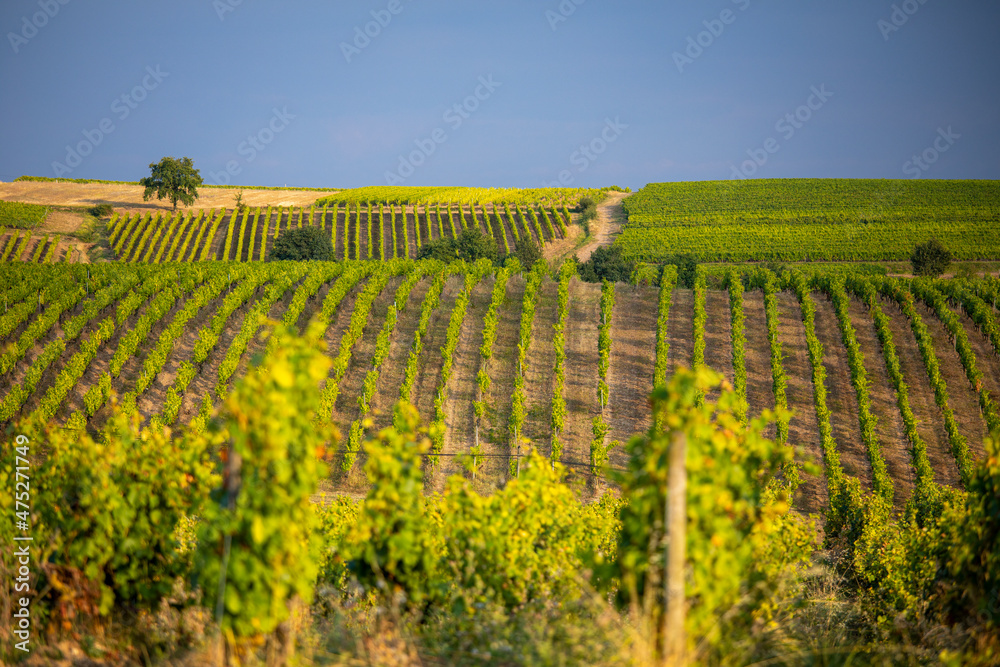 Vue sur les vignes, paysage viticole dans les vignobles de France en Anjou.