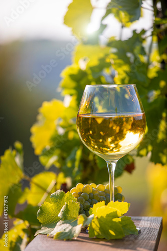 Verre de vin blanc au milieu des vignes au soleil.