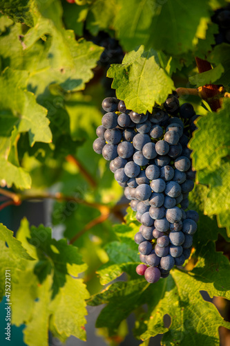 Grappe de raisin noir dans les vignes avant les vendanges d'automne.