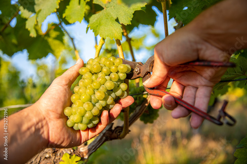 Vendanges dans les vigne, récolte du raisin blanc de type Chardonnay en France. photo