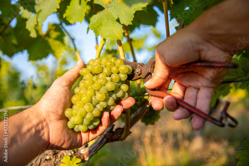 Fotografie Vendanges dans les vigne, récolte du raisin blanc de type Chardonnay en France