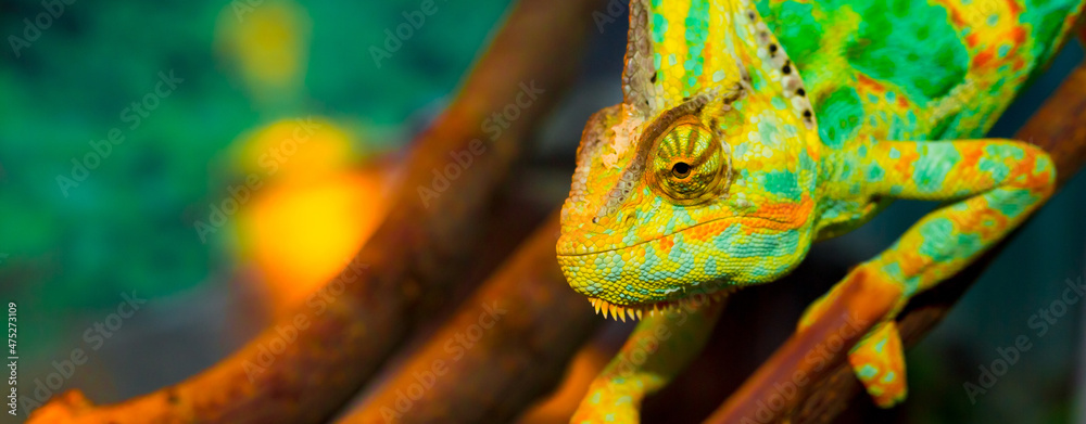 Beautiful Chameleon closeup isolated on white background. Multicolor beautiful reptile chameleon with colorful bright skin. The concept of disguise and bright skins. Exotic tropical animal. - obrazy, fototapety, plakaty 