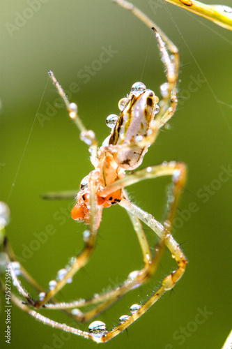 Selective of a silver ord spider on a web with water droplets photo
