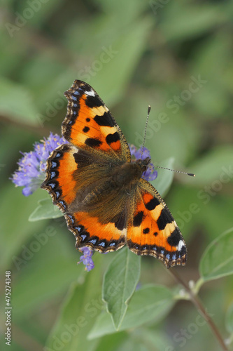 Colorful vertical closeup on the tortoise shell butterfly, Aglais urticae photo