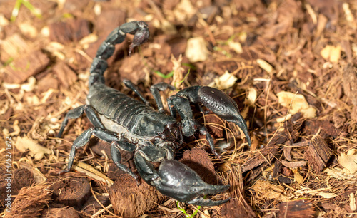 Imperial scorpion close-up on the ground. Black big scorpion. animal scorpion alive © Vera