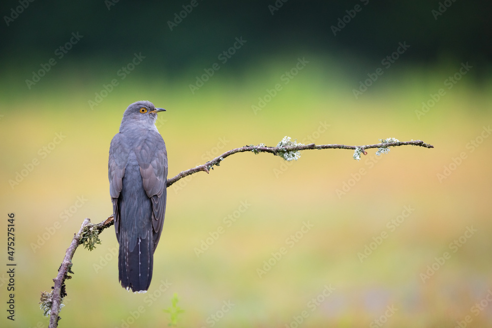 Closeup shot of a cuckoo bird on the tree branch