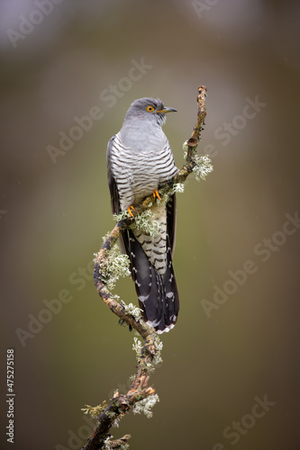 Closeup shot of a cuckoo bird on the tree branch
