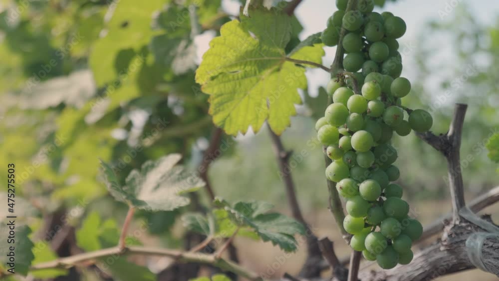 Beautiful bunches of green grapes in winery field under sunlight in the morning for growing vine grape to produce quality wine. It is organic agriculture in rural area for vineyard. Beautiful bunches of green grapes in winery field under sunlight in the morning for growing vine grape to produce quality wine. It is organic agriculture in rural area for vineyard.
