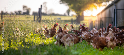 Tableau sur toile Poulailler et poulet fermier élevé en plein air dans un élevage en France