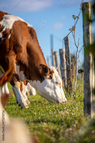 Vache laitière au printemps, broutant l'herbe fraiche et verte dans la campagne.