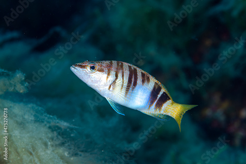 Plakat Painted comber Serranus scriba