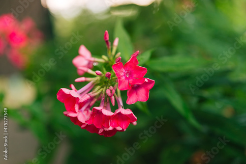Garden phlox (Phlox paniculata), bright summer flowers. Blooming branches of phlox in the garden on a sunny day. Soft blurred selective focus.