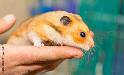 Hamster in the hands of a man close-up on a gray background. Smiling animal, happy pet. Laughter and smile.