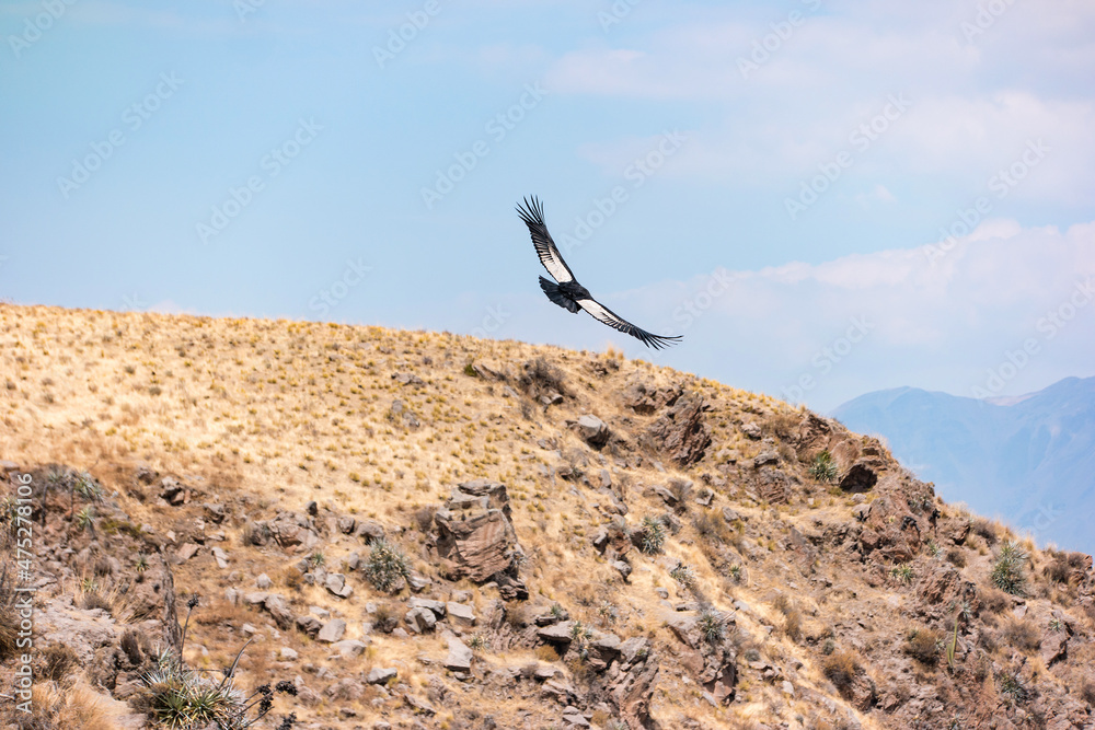 Soaring Andean condor over Colca Canyon in Peru Soaring Andean condor over Colca Canyon in Peru
