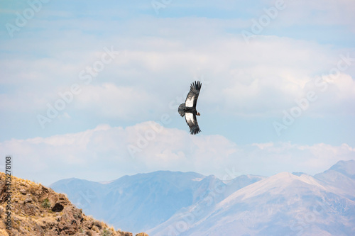 Soaring Andean condor over Colca Canyon in Peru © perekotypole