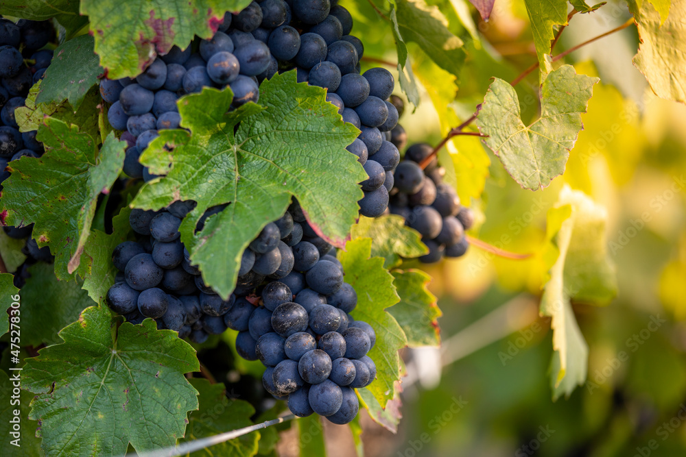 Grappe de raisin noir dans les vignes au soleil avant les vendanges.