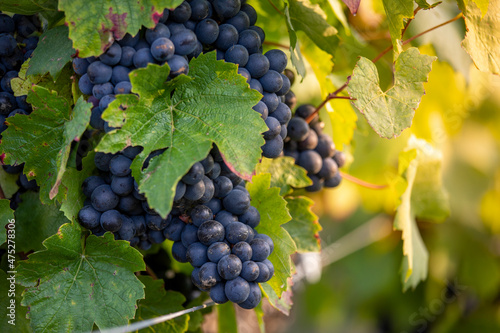 Wallpaper Mural Grappe de raisin noir dans les vignes au soleil avant les vendanges. Torontodigital.ca
