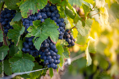 Vignes et grappe de raisin à l'automne dans un vignoble au soleil.