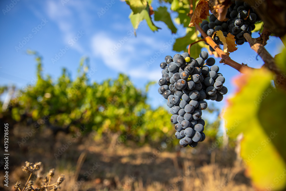 Naklejka premium Grappe de raisin noir dans les vigne au soleil.