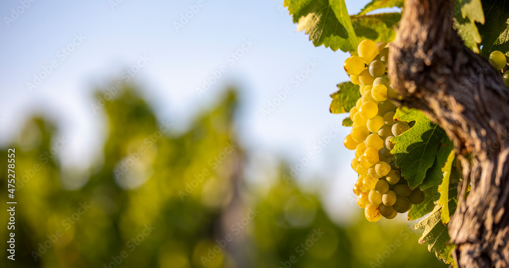 Fototapeta premium Grappe de raisin blanc et vignoble au soleil avant les vendanges.