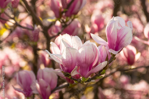 magnolia tree in blossom. fresh pink flower on the branch in spring. soft bokeh background of a garden © Pellinni