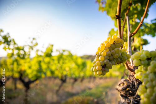 Vigne et grappe de raisin blanc dans les vignes à l'automne en France.