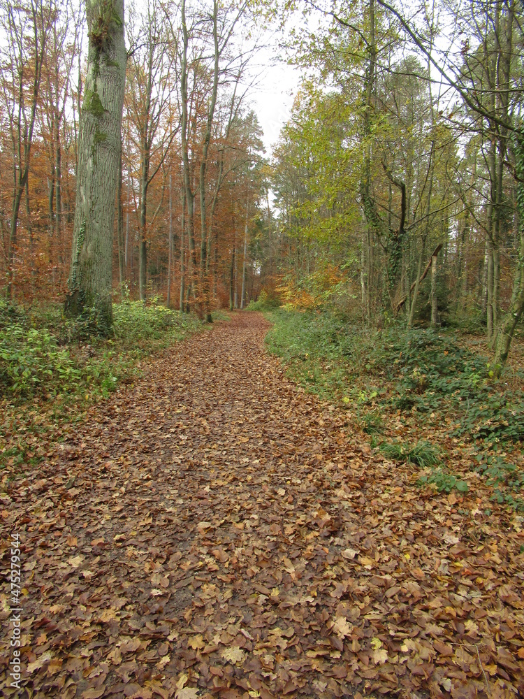 Waldweg im Herbst