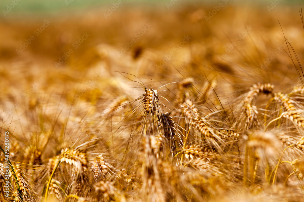 Fototapeta premium farming for growing rye and harvesting cereals