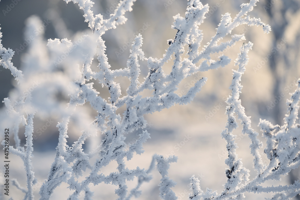 delicate openwork flowers in the frost. Gently frosty natural winter background. Beautiful winter morning in the fresh air. Soft focus. delicate openwork flowers in the frost. Gently frosty natural winter background. Beautiful winter morning in the fresh air. Soft focus.
