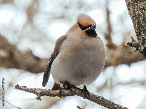 bird on tree