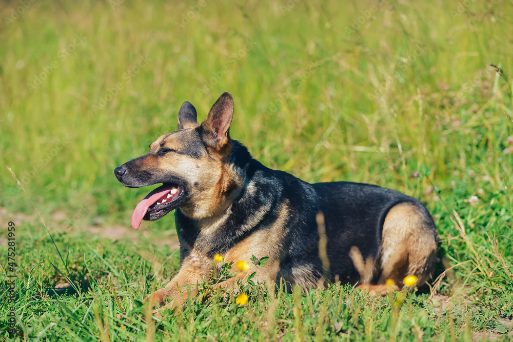 the dog lies and smiles in the grass