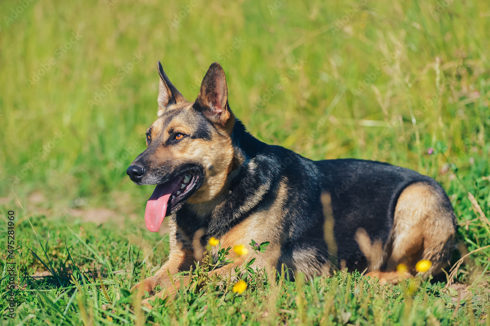 the dog lies and smiles in the grass