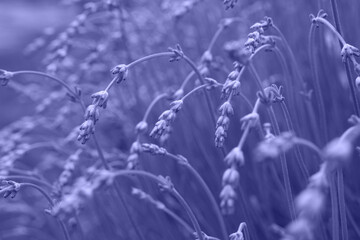Crédence de cuisine Pantone 2022 very peri Lavanda's flowers. Very peri color background. Lavandula bunch of flowers in bloom, purple scented flowering plant, field of flowers. Close-up photo.  © Ievgeniia