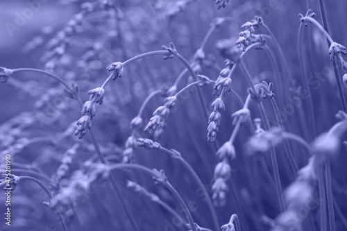 Lavanda's flowers. Very peri color background. Lavandula bunch of flowers in bloom, purple scented flowering plant, field of flowers. Close-up photo.