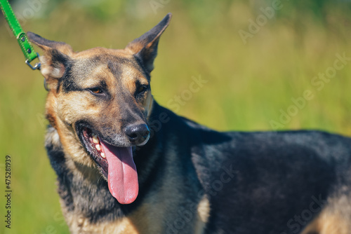 the dog lies in the grass in the summer heat © Анастасия Грачева