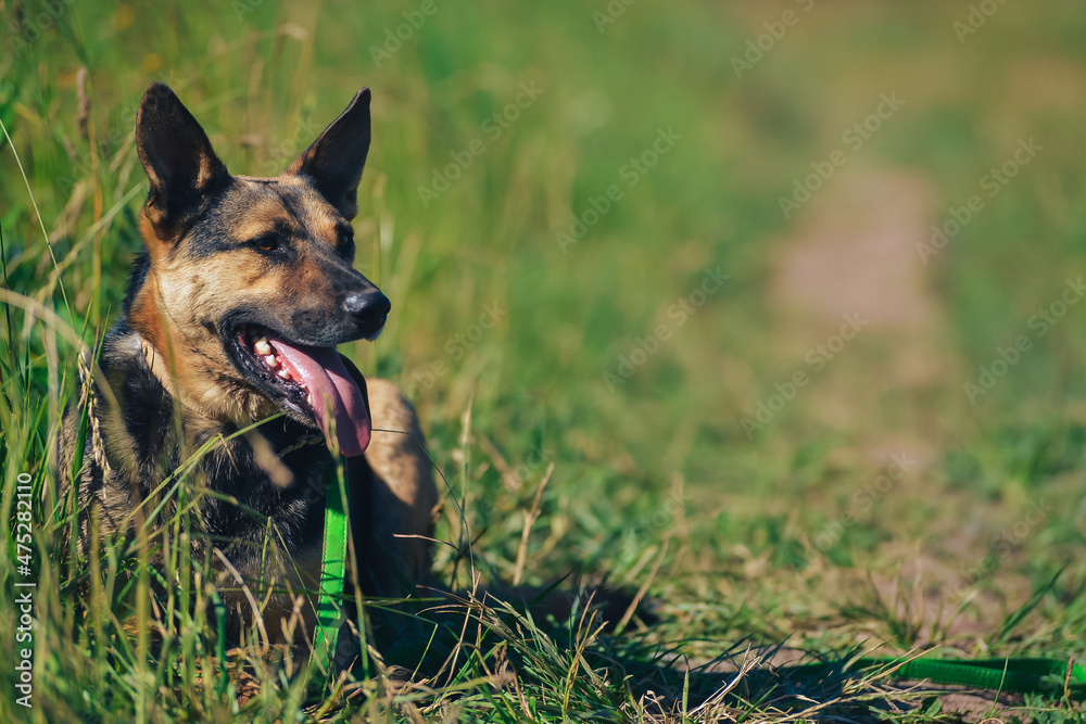 the dog lies in the grass in the summer heat the dog lies in the grass in the summer heat