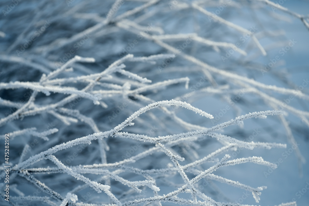 delicate openwork flowers in the frost. Gently frosty natural winter background. Beautiful winter morning in the fresh air. Soft focus. delicate openwork flowers in the frost. Gently frosty natural winter background. Beautiful winter morning in the fresh air. Soft focus.