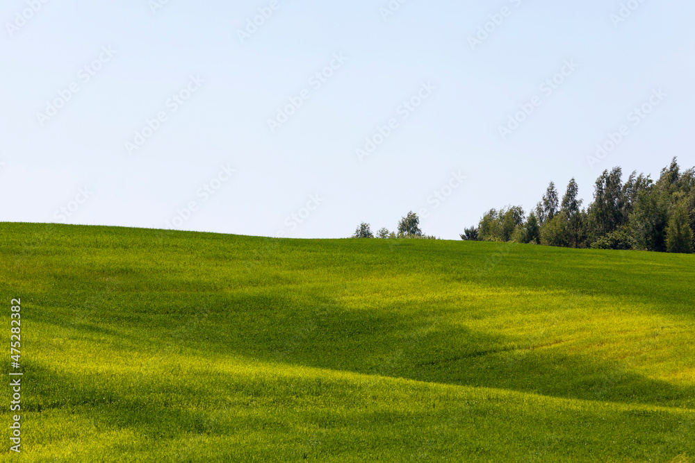 green cereals are immature in an agricultural field