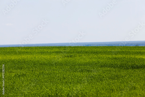 green cereals are immature in an agricultural field
