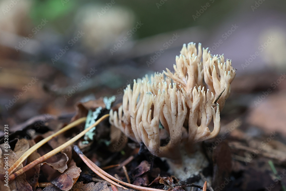 Ramaria apiculata, known as the Green-tipped Coral Fungus, wild mushroom from Finland Ramaria apiculata, known as the Green-tipped Coral Fungus, wild mushroom from Finland