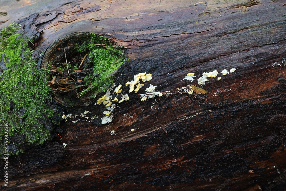 Fototapeta premium Antrodiella citrinella, also called Flaviporus citrinellus, a polypore fungus from Finland, no common English name