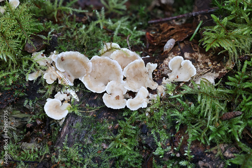 Antrodiella pallescens, a polypore fungus from Finland with no common English name