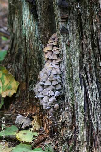 Mycena inclinata, known as the clustered bonnet or the oak-stump bonnet cap, wild mushroom from Finland