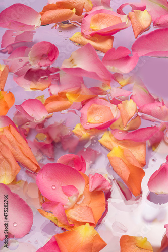 Modern rose petals inspired the concept. Rose petals spread around with a few drops of water in between. Lovely purple background