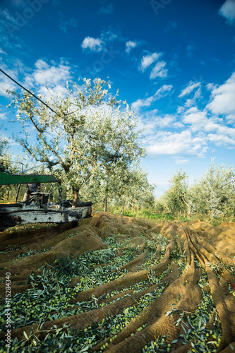 Making of olive oil in apulia, italy 