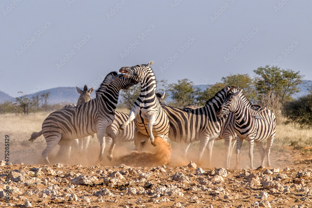 Zebras fighting at sunset - obrazy, fototapety, plakaty 