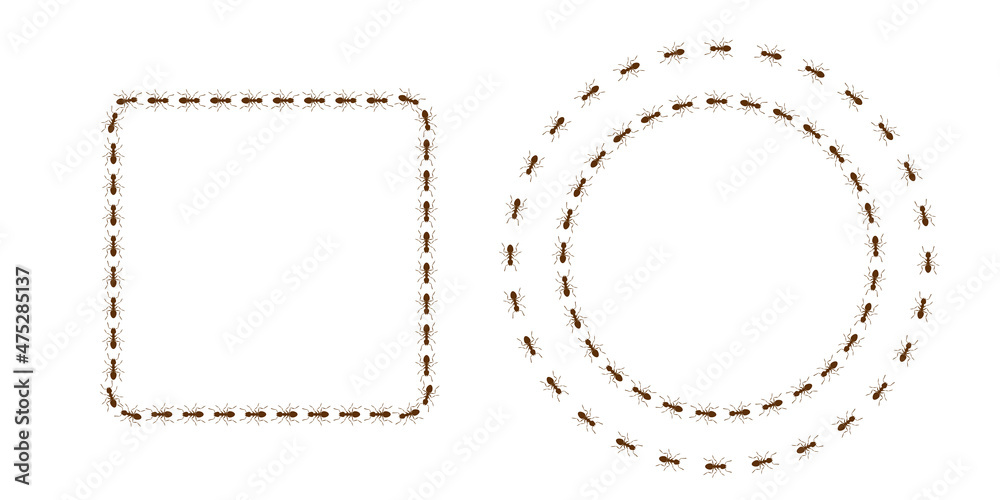 Ant trail square and circle shape. Frame from brown ants. Illustration on white background Ant trail square and circle shape. Frame from brown ants. Illustration on white background