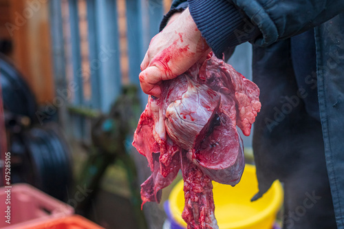soft focus. street lighting. a man holds in his hands the organs of breathing and the heart of a dead pig. close-up.